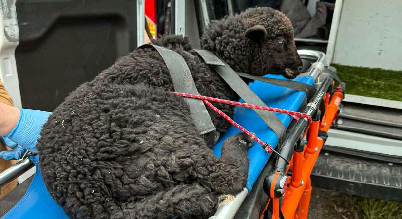 Megmentették az elgázolt fekete bárány életét – fotók