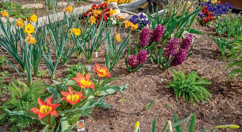 Tulipán, csírázó borsó és a lakótelep – Kert a magasházak tövében