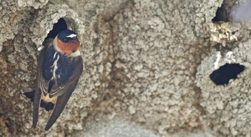 Orbán Zoltán: egyszerű módszerekkel segíthető a fecskeállomány visszaerősödése