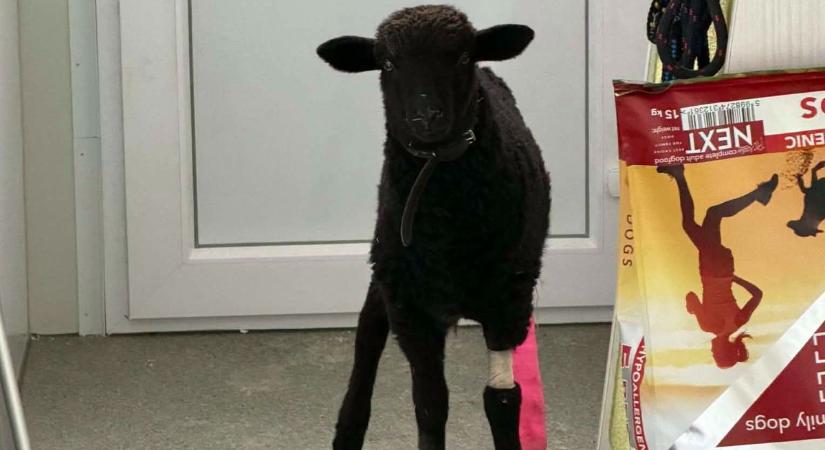 A halál torkából mentették meg a Budapest utcáin szaladgáló báránykát