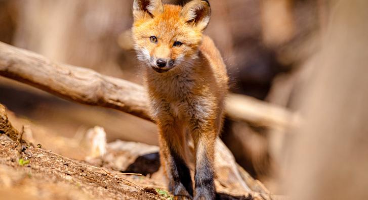Visszatértek a vörös bundás kedvencek, ezek a kisrókák mindenkit levesznek a lábáról