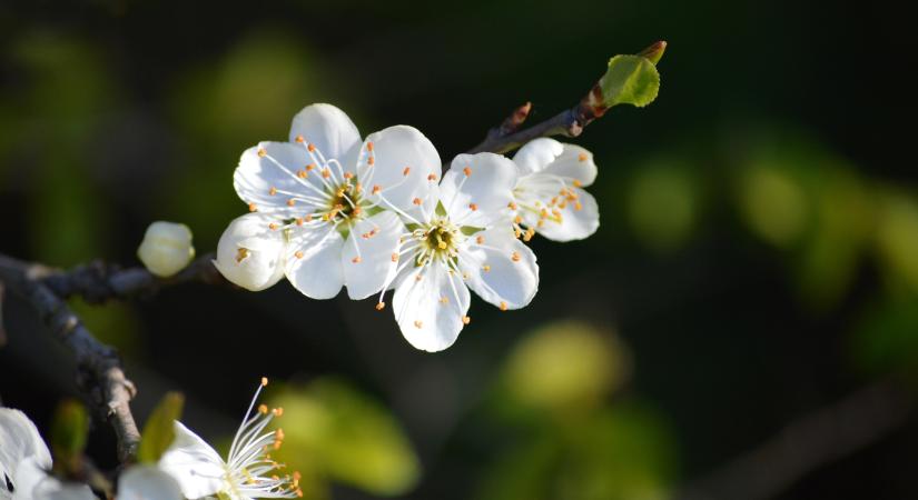 Heti időjárás előrejelzés 2026.04.20. – 2026.04.25.
