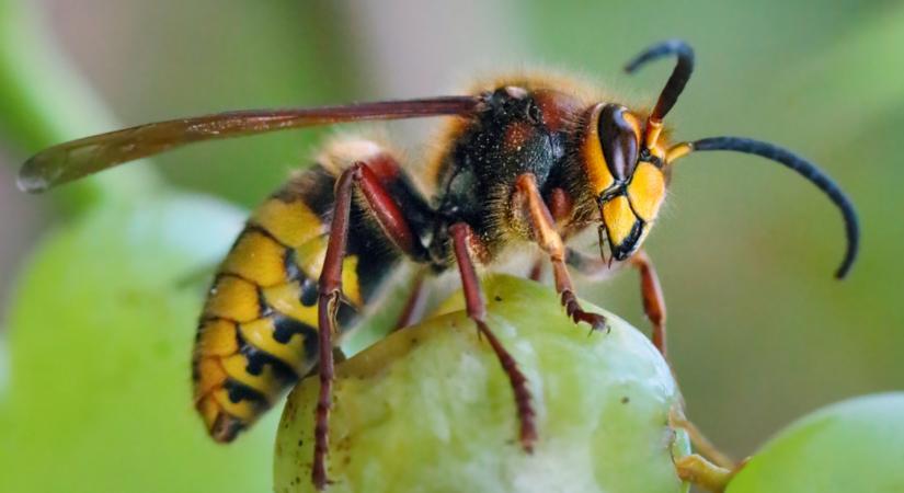 Ezért jelennek meg a darazsak a kertben - és hogyan tartsd távol őket