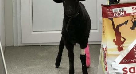 Pórul járt a soroksári fekete bárány, két lába eltört, a gázolásnál