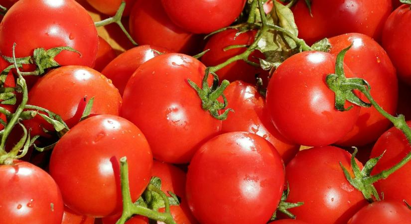 Így lehet édesebb a paradicsom - nem a fajtán múlik
