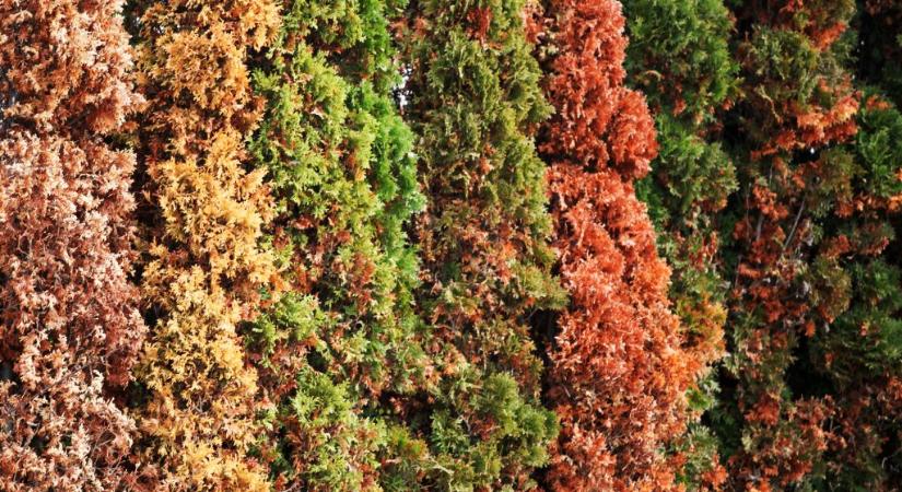 Kertész szakértő elárulta: ettől lesznek igazán dúsak és élénkzöldek a tuják tavasszal