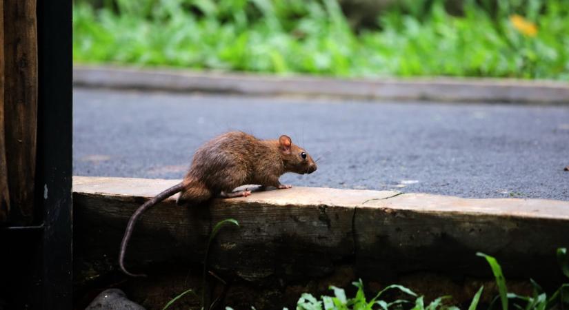 Távol maradnak a patkányok a kerttől, ha bevetjük ezt a filléres trükköt