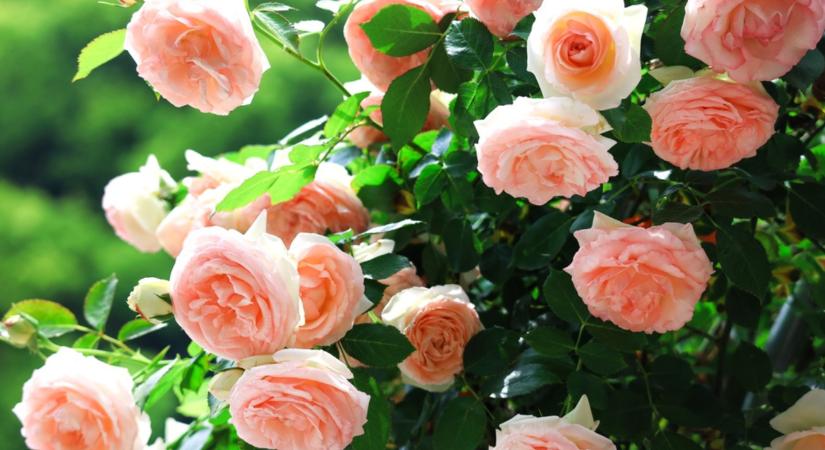 Így lesz egészséges és erős a rózsád