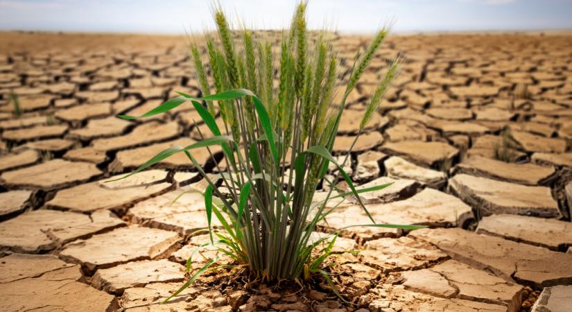 Csökkentsük az aszálykárt!