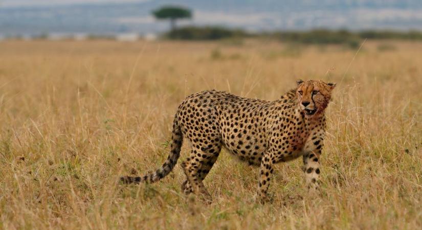 Milyen gyors a gepárd? – állati rekordok kvíz