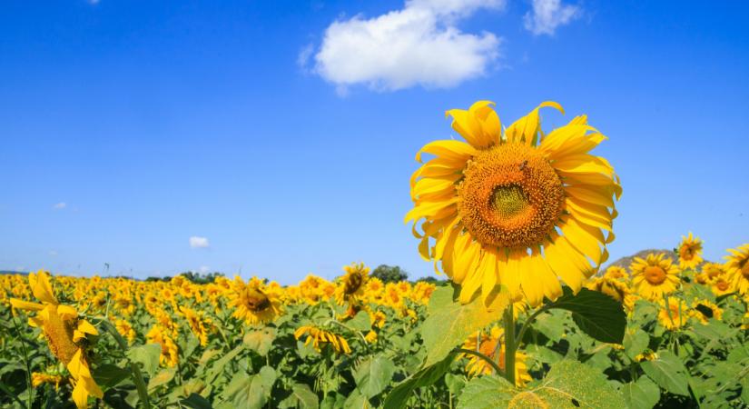 A vetés után már késő: most kell (le)számolni a drótféreggel