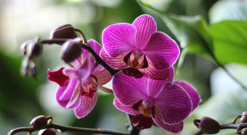 Orchidea gondozása: az 5 leggyakoribb hiba, amit érdemes elkerülni