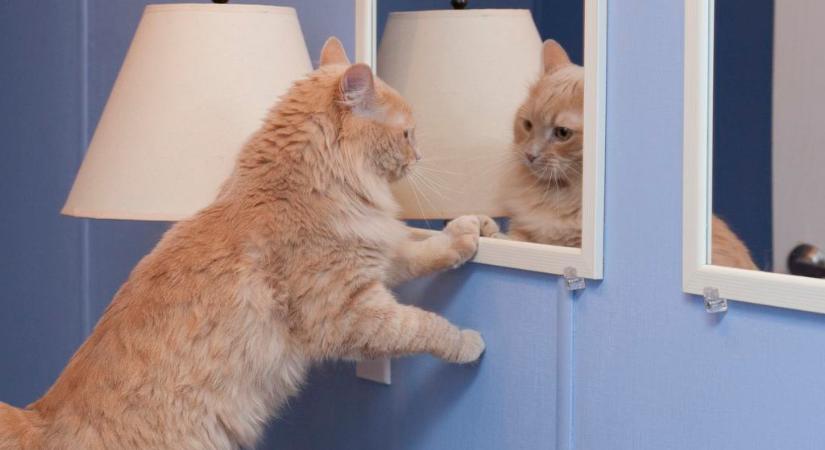 A gazdi is meglepődik, mit ad elő cicája a tükör előtt (videó)