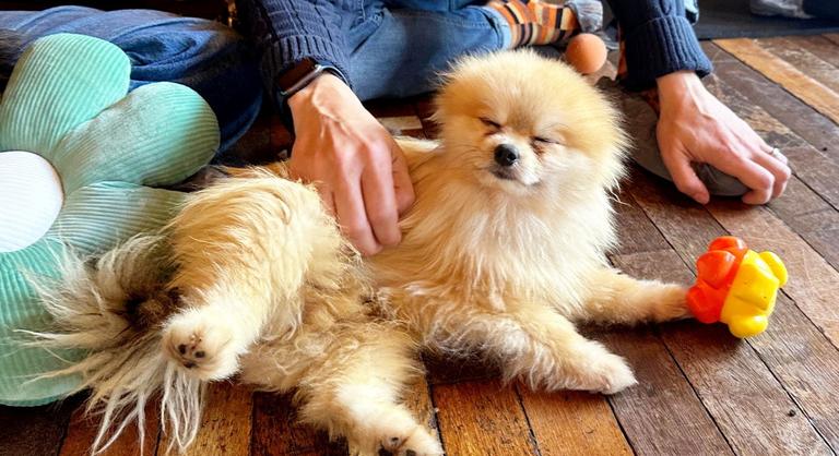 Megvan az oka, miért rúgkapál a kutya, ha vakarjuk a hasát