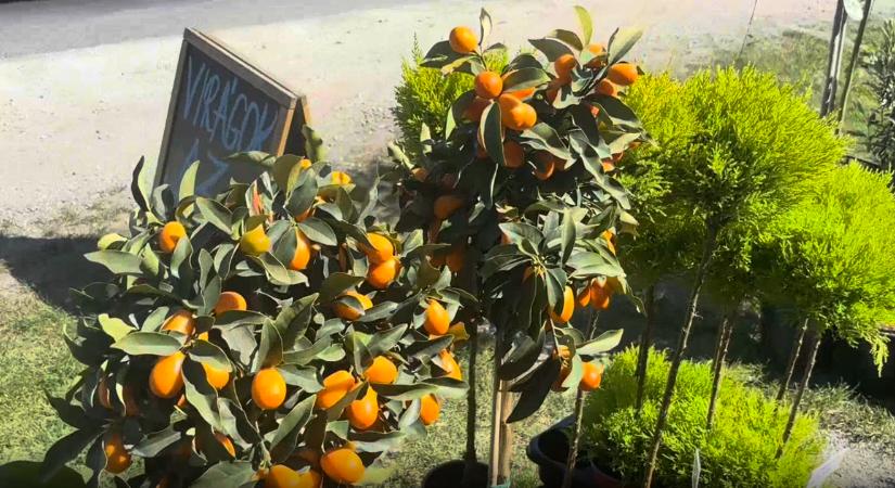 Kiültethető virágot vagy növényt kerestek Pest környékén? Akkor Gödön jó helyen jártok!