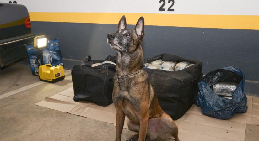 Óriási csonttal vonul nyugalomba Tico