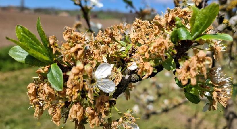 Végzetes lehet ez a 15 nap – súlyos károkat okozhatott a tavaszi fagy