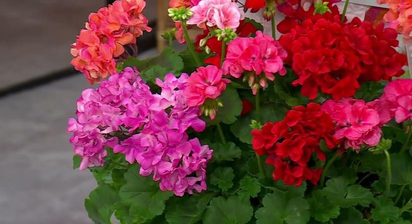 Nem hiszed el, mit kell a muskátli mellé ültetni – ontani fogja a virágokat, ha ezt csinálod!