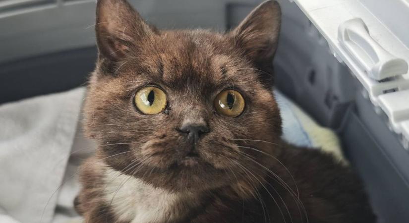 Újabb fordulatot vett Nox, a törpe növésű miskolci cica története