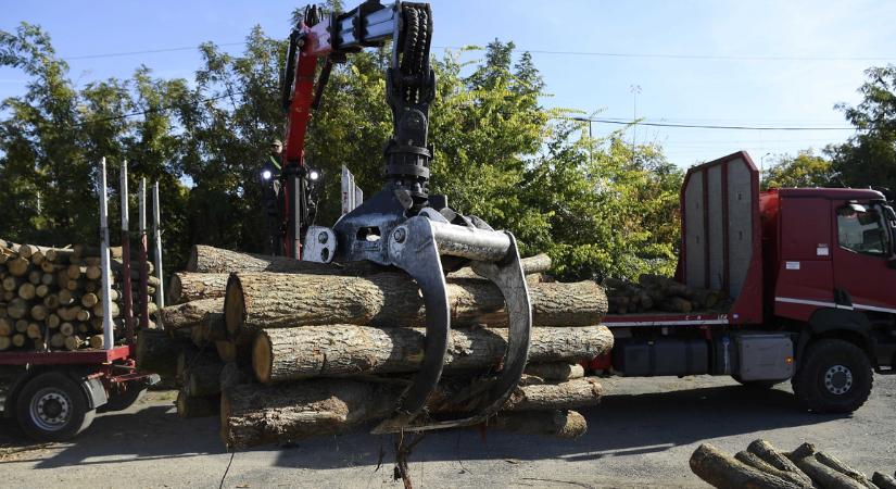Vészjósló tanulmány érkezett, a rezsicsökkentés miatt veszélybe kerültek a magyar erdők