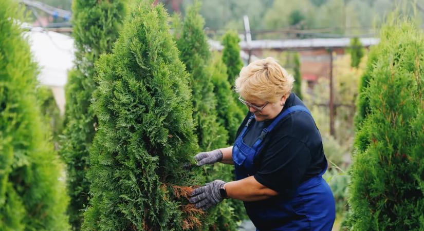 Így gondozd a tujabokrokat tavasszal, hogy nyárra ragyogó zöldben pompázzanak