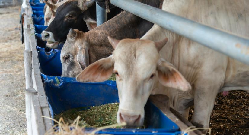 40% megy a kukába, pedig a jószág is ehetné