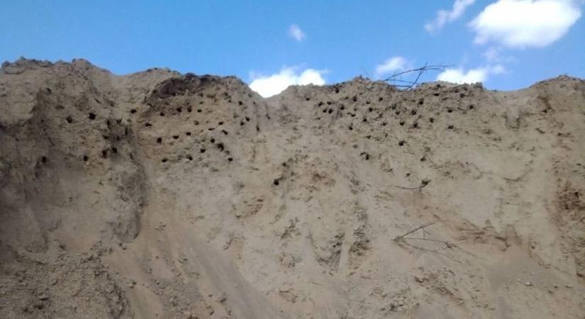 Apró madarak miatt azonnal leállították a munkálatokat Törökszentmiklósnál – videóval