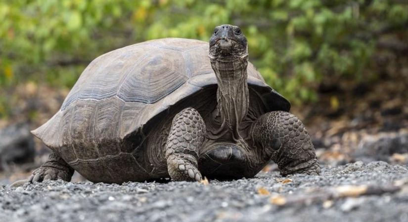 A világ legidősebb szárazföldi állata ismét a közbeszéd középpontjában