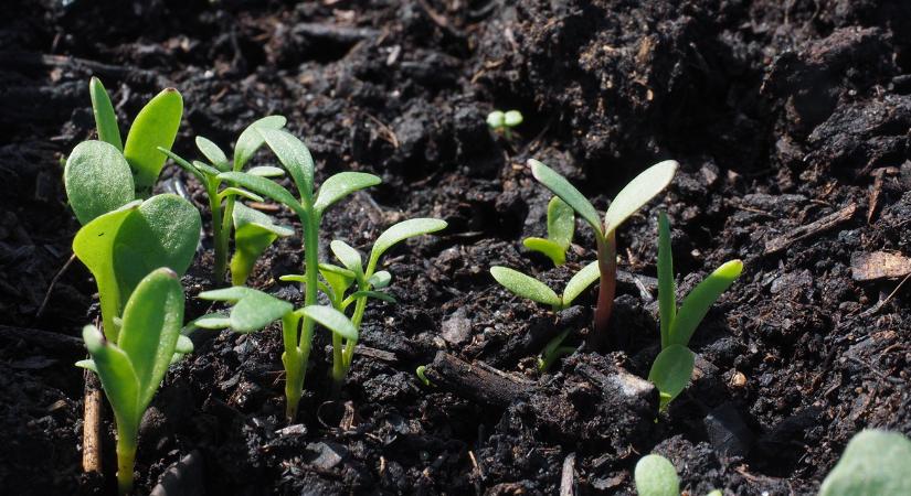 Így gyorsíthatod fel a csírázást egyszerű trükkökkel