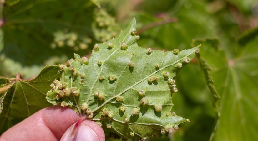 Filléres megoldások a tavaszi kártevők ellen, amik tényleg működnek - garantáltan környezetbarát módon