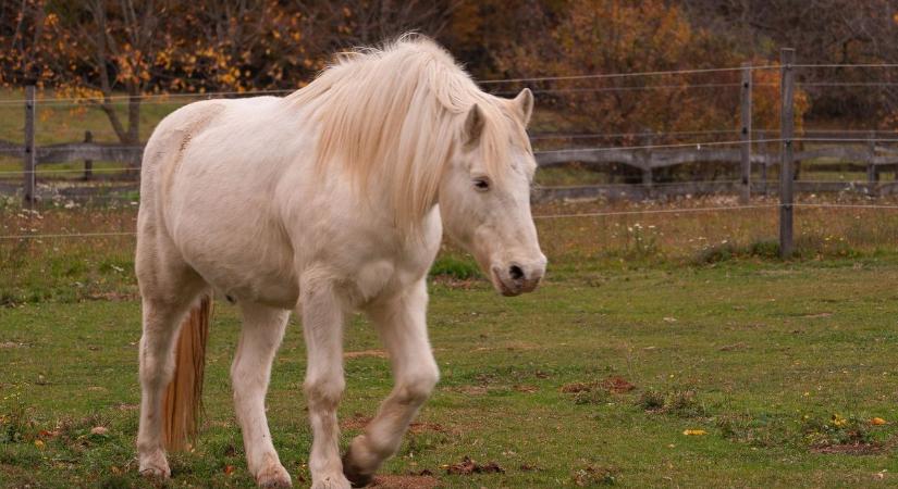 Drónokról figyelik a lovakat a Bakony legmagasabb pontja közelében (videók)
