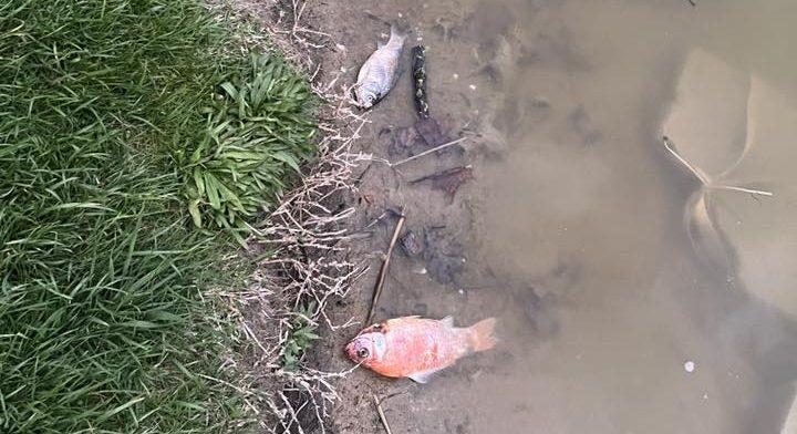 Gusztustalanul néz ki a Békás-tó