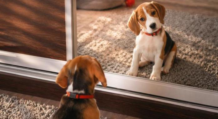 Miért dőlnek be a kutyák a tükörnek?