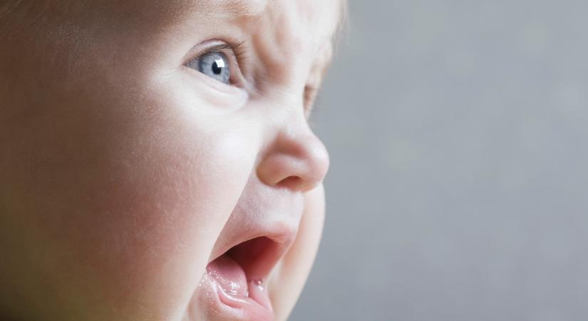 Döbbenetes: kutyák között, koszban, mocsokban találtak rá egy kisbabára budapesti állatmentők