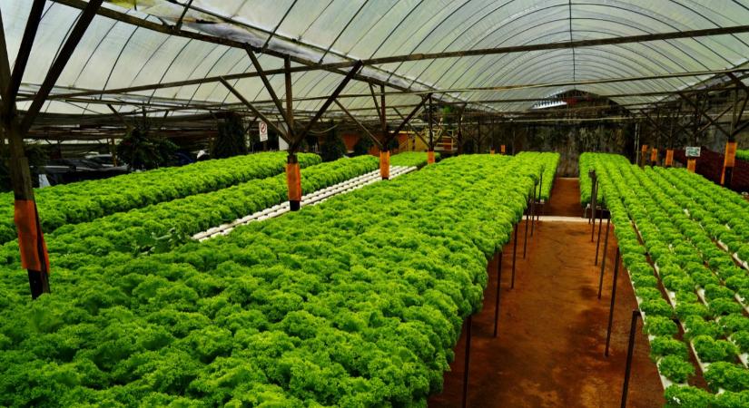 A módszer, amivel 90%-kal kevesebb vízzel is beéri a növény – Mi a titka?