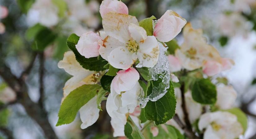 Fagy fenyegeti Heves vármegyét: durva lehűlés jön a jövő héten