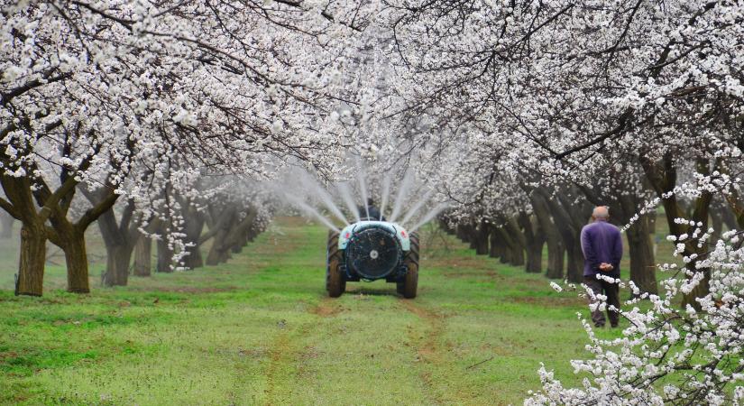 Ezt kell tenni a fagykárosultaknak
