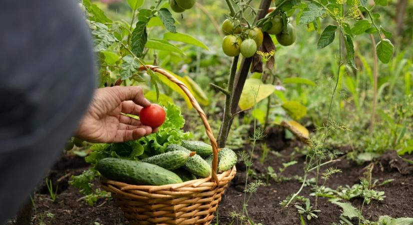 Miért ne ültess soha paradicsomot a burgonya mellé?