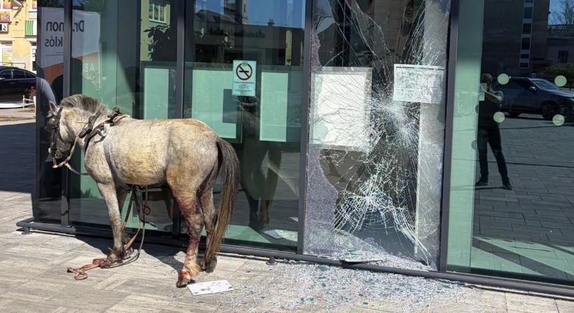 Hihetetlen baleset: üvegfal állította meg a vágtázó állatot