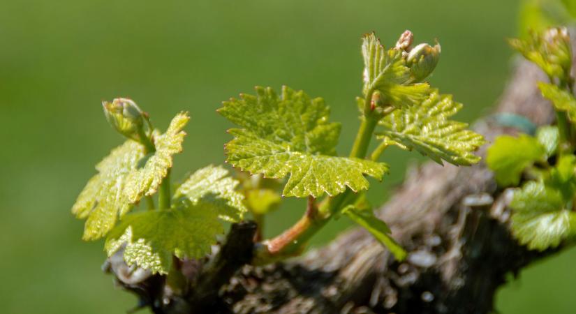 Szőlő metszése: ezen múlhat, mennyi termésed lesz idén