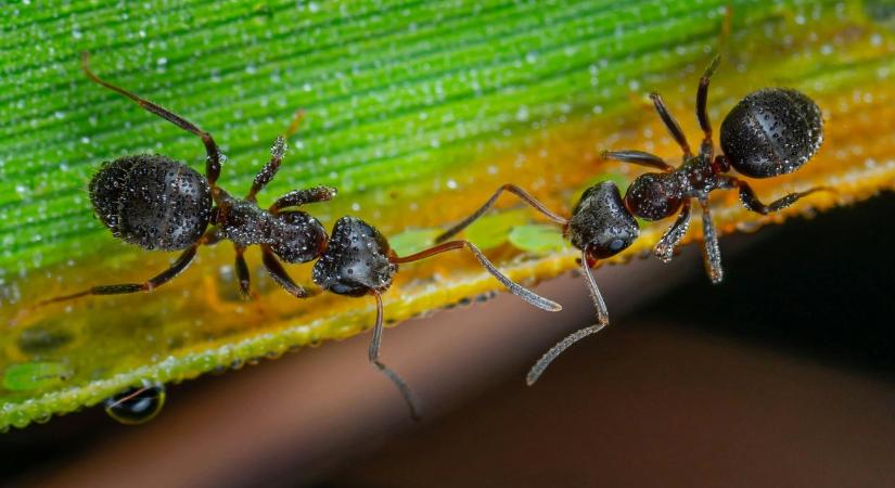 Ezért jelennek meg újra a hangyák - nem ott van a probléma, ahol gondolod