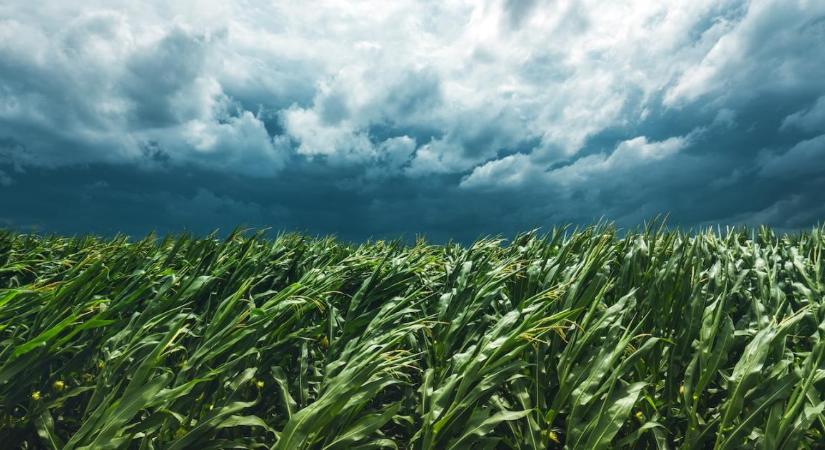 Csak egy X, de milliókat érhet – Gazda-tipp az idei támogatásokhoz