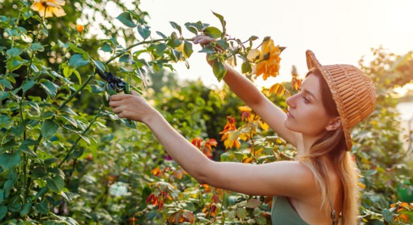 Büntetés járhat érte, és nem a tűzgyújtás vagy a fűnyírás az: ezt a dolgot tilos rossz időpontban csinálni a kertben