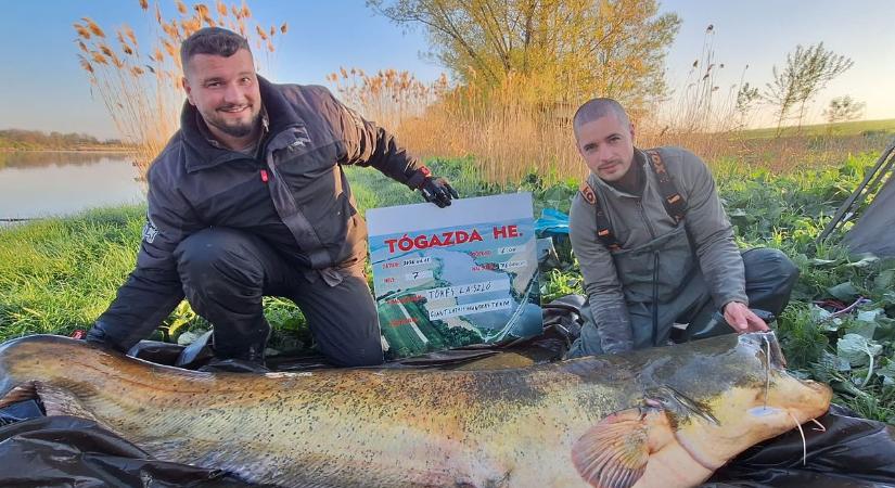 Több mint 800 kiló harcsát fogtak, ekkora volt a legnagyobb Kisgyalánban
