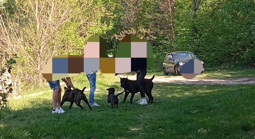 Elképesztő, amit a szabadon engedett kutyák tettek a szekszárdi nővel