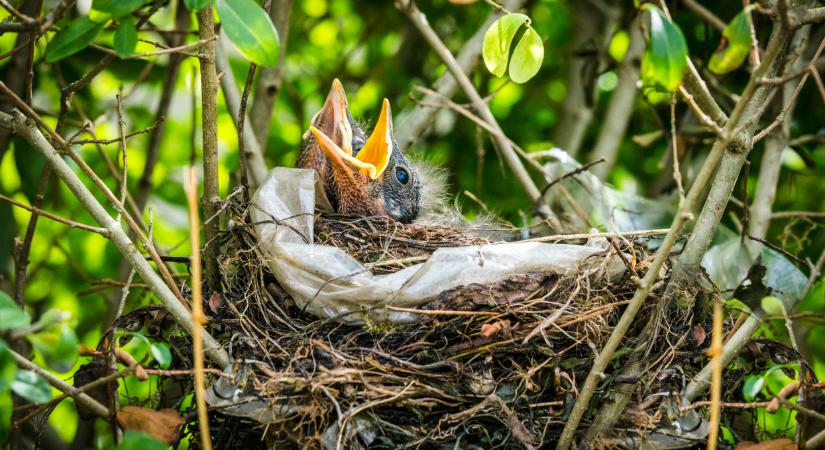 Rekordmennyiségű rigófióka került életveszélybe: nem mindegy, hogyan segítesz - ez a szabály