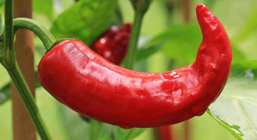 Intenzív csökkenés a lengyel paprikapiacon