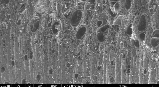 A korai tűzhasználatról árulkodnak egy izraeli lelőhely faszénmaradványai