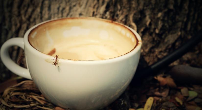 A koffein hatása a hangyákra megváltoztathatja a kártevőirtást