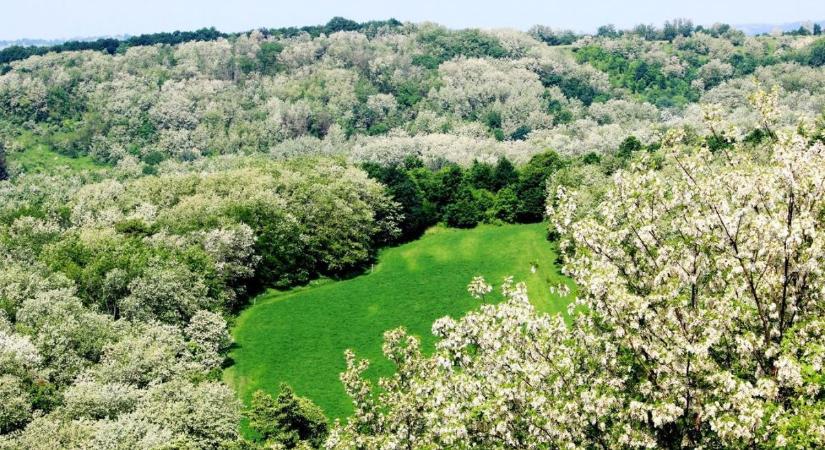 Várhatóan május 10-től virágzik az akác, kérdés milyen lesz akkor az idő?